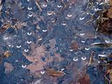 Air bubbles frozen in ice