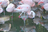 Flamingos