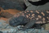 Gila Monster