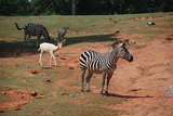 zebras