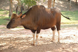 cow