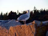 A Bird at Schoodic Peninsula