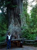 Redwood National Park