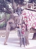 With elephant