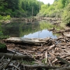 Beavers at work?